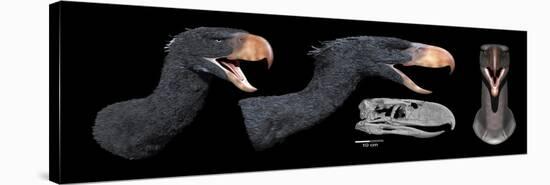 Head Reconstruction of Andalgalornis Steulleti-null-Stretched Canvas