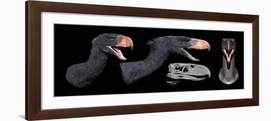 Head Reconstruction of Andalgalornis Steulleti-null-Framed Art Print