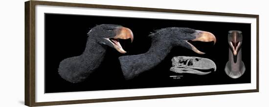 Head Reconstruction of Andalgalornis Steulleti-null-Framed Premium Giclee Print