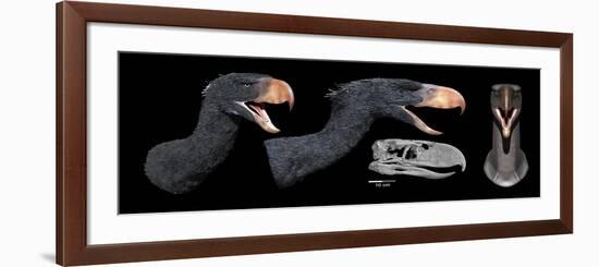 Head Reconstruction of Andalgalornis Steulleti-null-Framed Premium Giclee Print