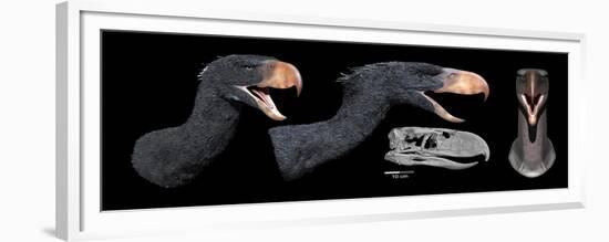 Head Reconstruction of Andalgalornis Steulleti-null-Framed Premium Giclee Print