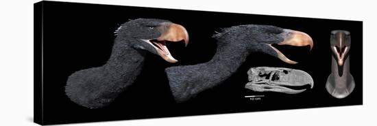 Head Reconstruction of Andalgalornis Steulleti-null-Stretched Canvas