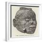 Head-Shaped Vase: Pecan Point, Arkansas-null-Framed Giclee Print