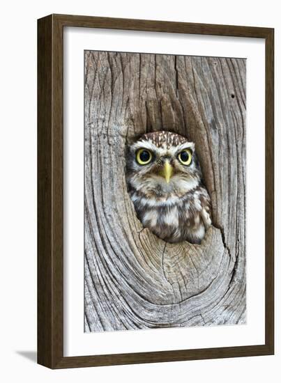 Head Shot of Little Owl Looking Through Knot Hole. Taken at Barn Owl Centre of Gloucestershire-Paul Bradley-Framed Photographic Print