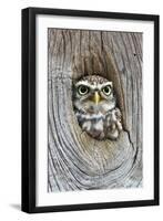 Head Shot of Little Owl Looking Through Knot Hole. Taken at Barn Owl Centre of Gloucestershire-Paul Bradley-Framed Photographic Print