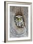 Head Shot of Little Owl Looking Through Knot Hole. Taken at Barn Owl Centre of Gloucestershire-Paul Bradley-Framed Photographic Print