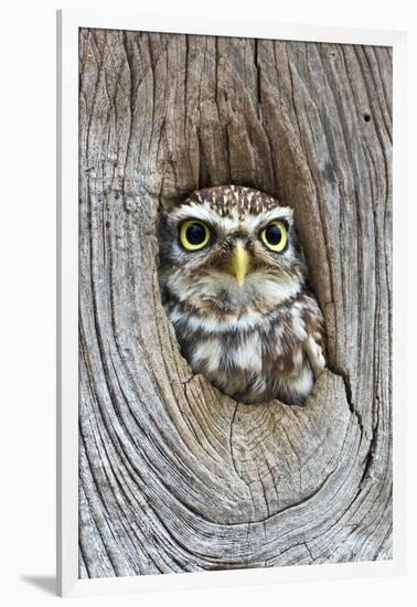 Head Shot of Little Owl Looking Through Knot Hole. Taken at Barn Owl Centre of Gloucestershire-Paul Bradley-Framed Photographic Print