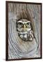 Head Shot of Little Owl Looking Through Knot Hole. Taken at Barn Owl Centre of Gloucestershire-Paul Bradley-Framed Photographic Print