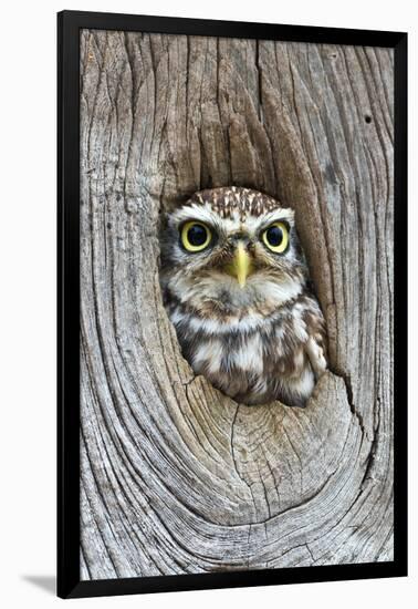 Head Shot of Little Owl Looking Through Knot Hole. Taken at Barn Owl Centre of Gloucestershire-Paul Bradley-Framed Photographic Print