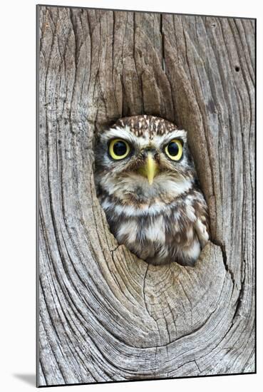 Head Shot of Little Owl Looking Through Knot Hole. Taken at Barn Owl Centre of Gloucestershire-Paul Bradley-Mounted Premium Photographic Print