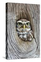 Head Shot of Little Owl Looking Through Knot Hole. Taken at Barn Owl Centre of Gloucestershire-Paul Bradley-Stretched Canvas