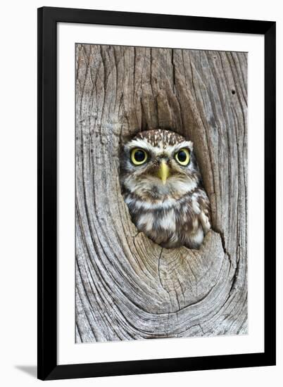 Head Shot of Little Owl Looking Through Knot Hole. Taken at Barn Owl Centre of Gloucestershire-Paul Bradley-Framed Premium Photographic Print