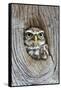 Head Shot of Little Owl Looking Through Knot Hole. Taken at Barn Owl Centre of Gloucestershire-Paul Bradley-Framed Stretched Canvas