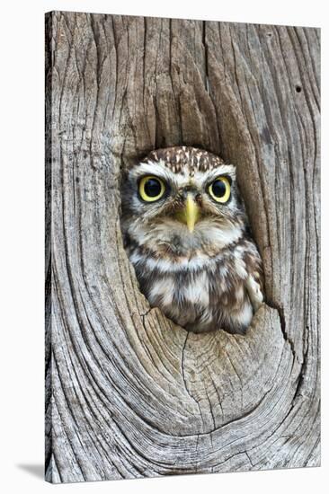 Head Shot of Little Owl Looking Through Knot Hole. Taken at Barn Owl Centre of Gloucestershire-Paul Bradley-Stretched Canvas