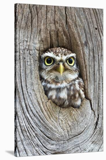 Head Shot of Little Owl Looking Through Knot Hole. Taken at Barn Owl Centre of Gloucestershire-Paul Bradley-Stretched Canvas