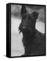Head Study of an Unnamed Scottie with a Floppy Ear. Owner: Cross-Thomas Fall-Framed Stretched Canvas