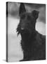 Head Study of an Unnamed Scottie with a Floppy Ear. Owner: Cross-Thomas Fall-Stretched Canvas