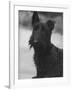 Head Study of an Unnamed Scottie with a Floppy Ear. Owner: Cross-Thomas Fall-Framed Photographic Print