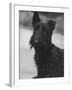 Head Study of an Unnamed Scottie with a Floppy Ear. Owner: Cross-Thomas Fall-Framed Photographic Print