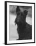 Head Study of an Unnamed Scottie with a Floppy Ear. Owner: Cross-Thomas Fall-Framed Photographic Print