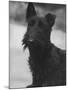 Head Study of an Unnamed Scottie with a Floppy Ear. Owner: Cross-Thomas Fall-Mounted Photographic Print
