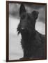 Head Study of an Unnamed Scottie with a Floppy Ear. Owner: Cross-Thomas Fall-Framed Photographic Print