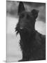 Head Study of an Unnamed Scottie with a Floppy Ear. Owner: Cross-Thomas Fall-Mounted Photographic Print