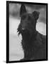 Head Study of an Unnamed Scottie with a Floppy Ear. Owner: Cross-Thomas Fall-Framed Photographic Print