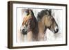 Head Study (Przewalski) 2012-Mark Adlington-Framed Giclee Print