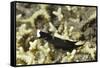 Headband Headshield Slug-Hal Beral-Framed Stretched Canvas