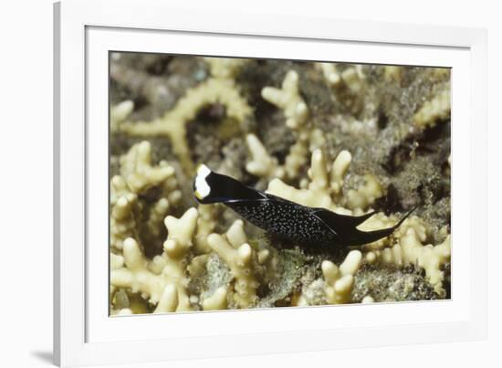 Headband Headshield Slug-Hal Beral-Framed Photographic Print