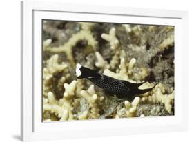 Headband Headshield Slug-Hal Beral-Framed Photographic Print