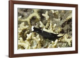 Headband Headshield Slug-Hal Beral-Framed Photographic Print