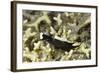 Headband Headshield Slug-Hal Beral-Framed Photographic Print