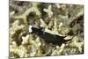 Headband Headshield Slug-Hal Beral-Mounted Photographic Print