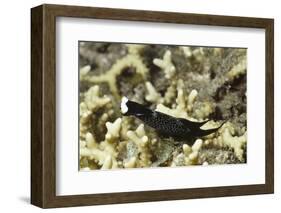 Headband Headshield Slug-Hal Beral-Framed Photographic Print