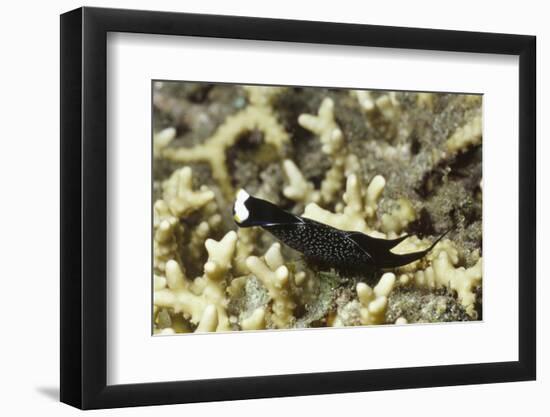 Headband Headshield Slug-Hal Beral-Framed Photographic Print