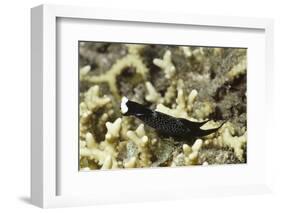 Headband Headshield Slug-Hal Beral-Framed Photographic Print