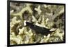 Headband Headshield Slug-Hal Beral-Framed Photographic Print