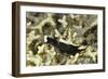 Headband Headshield Slug-Hal Beral-Framed Photographic Print