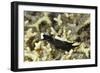 Headband Headshield Slug-Hal Beral-Framed Photographic Print