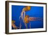 Headbutt-Valda Bailey-Framed Photographic Print