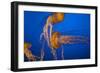 Headbutt-Valda Bailey-Framed Photographic Print