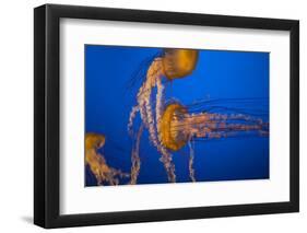 Headbutt-Valda Bailey-Framed Photographic Print