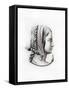 Headdress, Early 16th Century-Henry Shaw-Framed Stretched Canvas