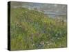 Headland Flowers near Berwick-Susan Ryder-Stretched Canvas
