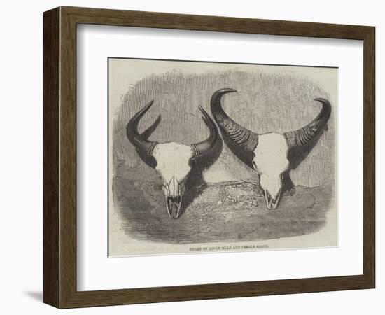 Heads of Adult Male and Female Gaour-null-Framed Giclee Print