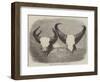 Heads of Adult Male and Female Gaour-null-Framed Giclee Print