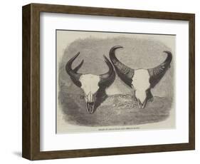 Heads of Adult Male and Female Gaour-null-Framed Giclee Print