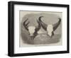 Heads of Adult Male and Female Gaour-null-Framed Giclee Print